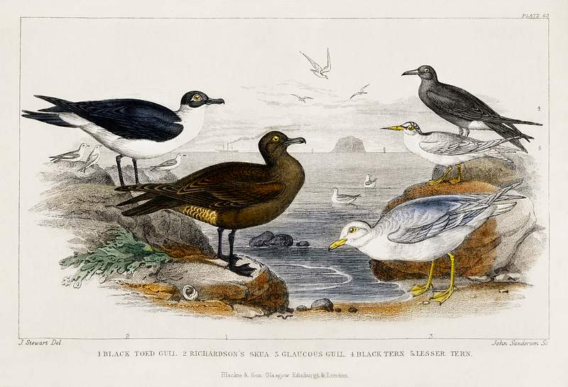 Black Toed Gull, Richardson's Skua, Glaucous Gull, Black Tern, and Lesser Tern from A history of the earth and animated…