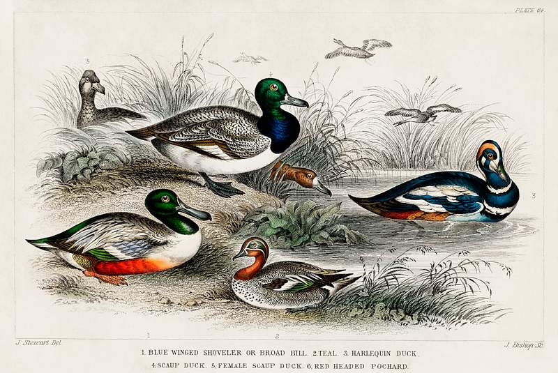 Blue Winged Shoveler or Broad Bill, Teal, Harlequin Duck, Scaup Duck, Female Scaup Duck, and Red Headed Pochard from A…