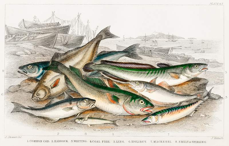 Common Cod, Haddock, Whiting, Coal Fish, Ling, Holibut, Mackerel, and Smelt or Spirling from A history of the earth and…