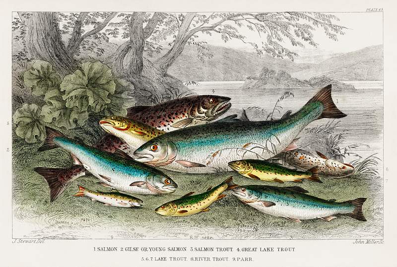 Salmon, Gilse, Salmon Trout, Great Lake Trout, Lake Trout, River Trout, and Parr from A history of the earth and animated…