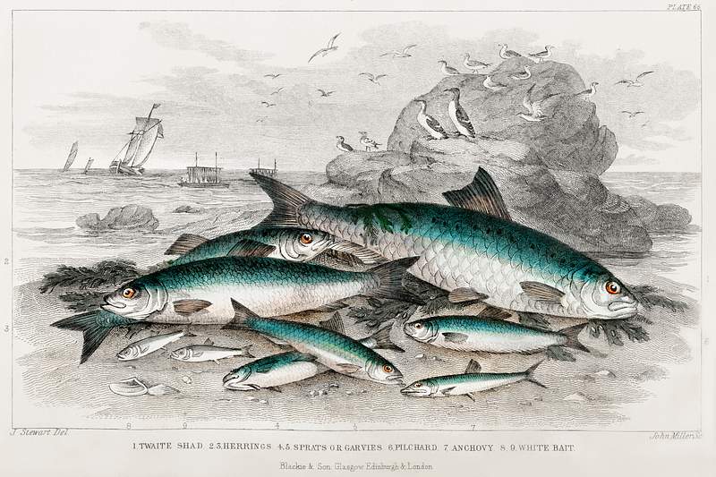 Twaite Shad, Herrings, Sprats or Garvies, Pilchard, Anchovy, and White Bait from A history of the earth and animated nature…