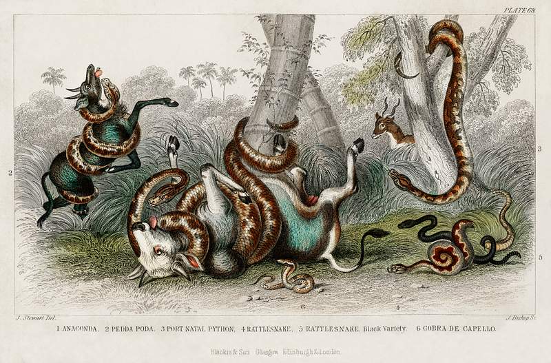 Anaconda, Pedda Poda, Port Natal Python, Rattlesnake, Rattlesnake Black Variety, and Cobra de Capello from A history of the…