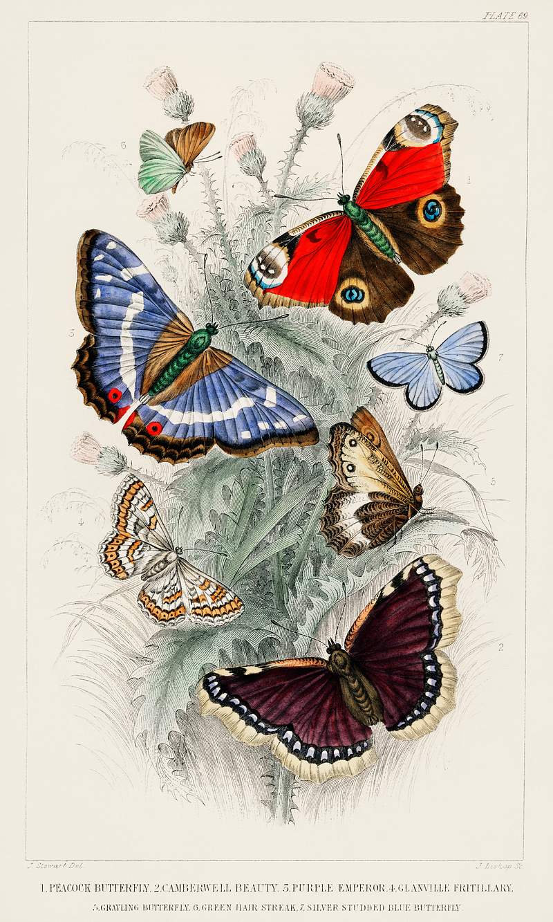 Peacock Butterfly, Camberwall Beauty, Purple Emperor, Glanville Fritillary, Grayling Butterfly, Green Hair Streak, and Silver…