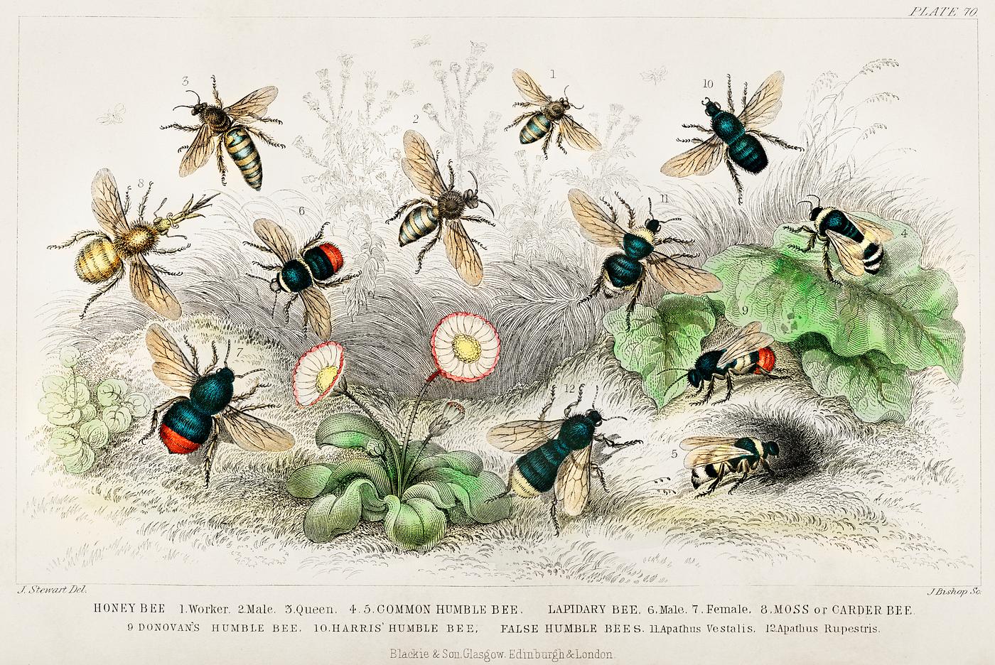 Honey Bee, Worker, Male, Queen, Common Humble Bee, Lapidary Bee, Male, Female, Moss or Carder Bee, Donovan's Humble Bee... Honey Bee, Worker, Male, Queen, Common Humble Bee, Lapidary Bee, Male, Female, Moss or Carder Bee, Donovan's Humble Bee...