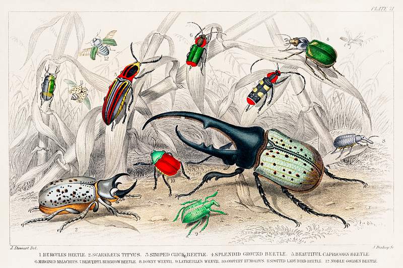 Hercules Beetle, Scarabaeus Tityus, Striped Click Beetle, Splendid Ground Beetle, Beautiful Capricorn Beetle, Margined…