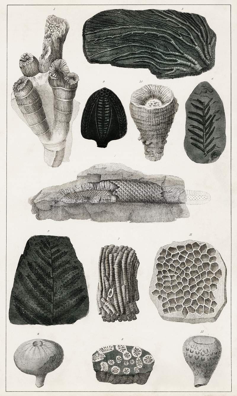 Collection of various fossil from A history of the earth and animated nature (1820) by Oliver Goldsmith (1730-1774).…
