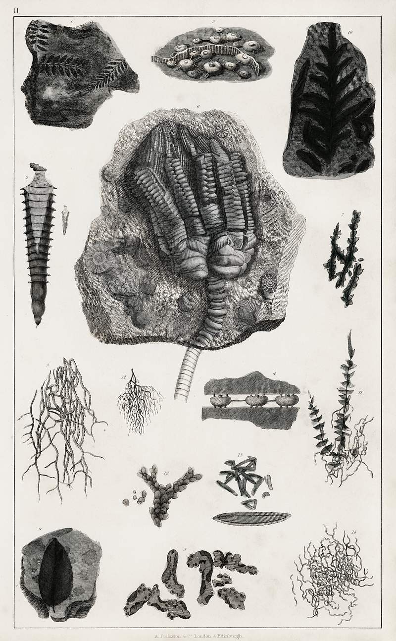 Collection of various fossil from A history of the earth and animated nature (1820) by Oliver Goldsmith (1730-1774).…