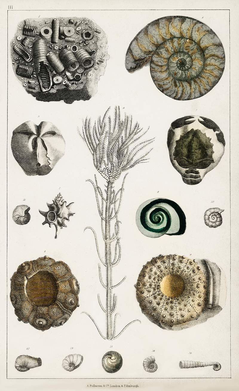 Collection of various fossils from A history of the earth and animated nature (1820) by Oliver Goldsmith (1730-1774).…