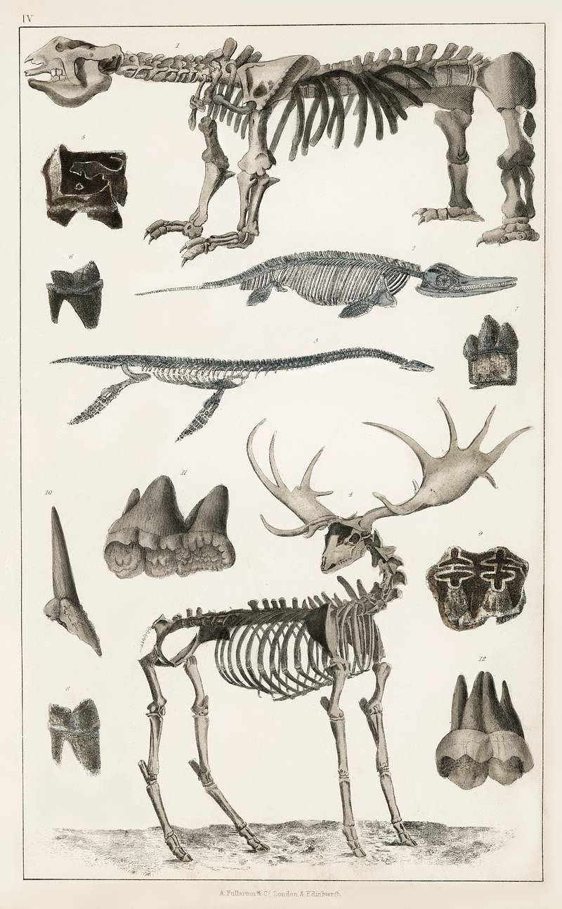 Collection of specimens from animal bone structures from A history of the earth and animated nature (1820) by Oliver…