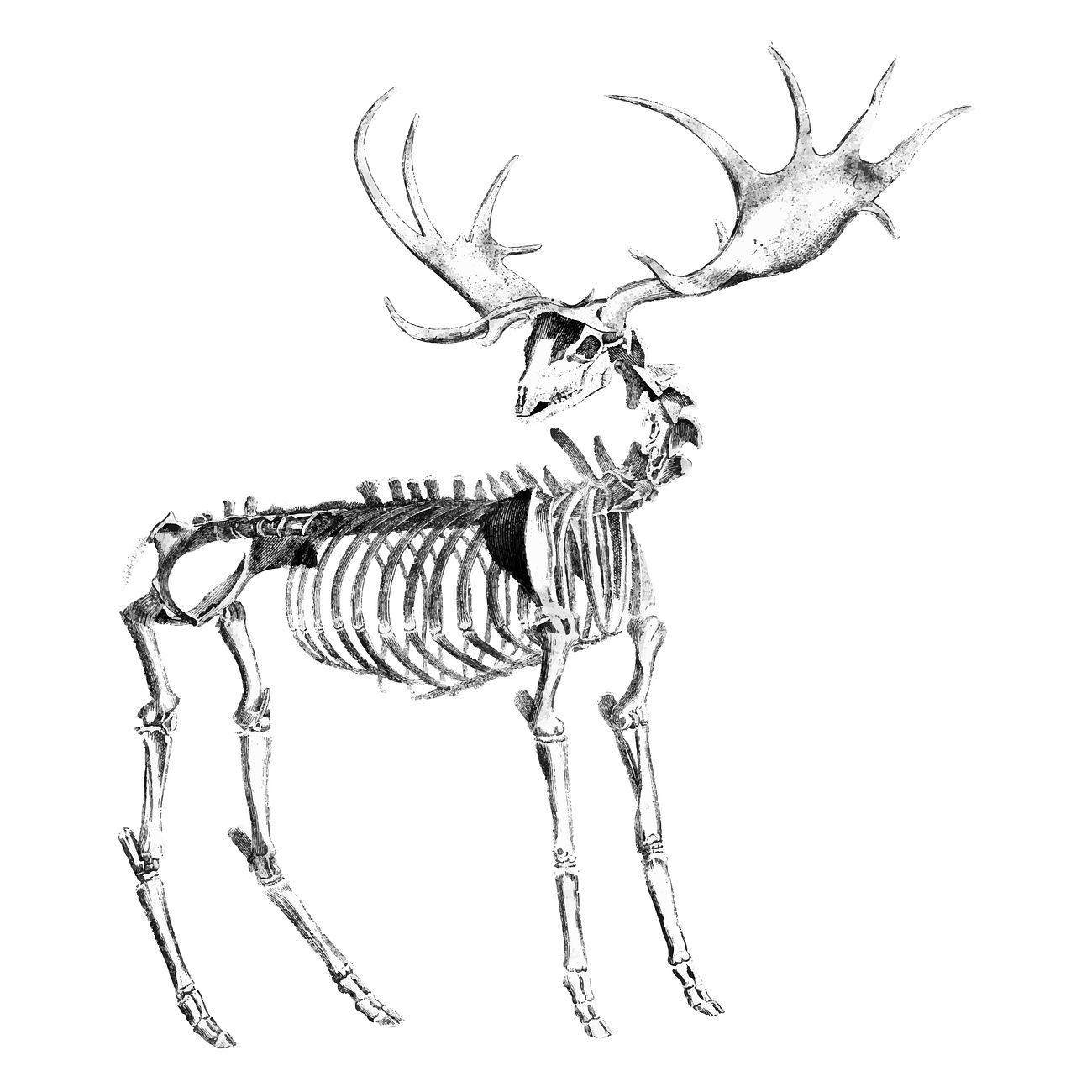 Vintage illustrations of Animal bone structure | Free vector - 523860