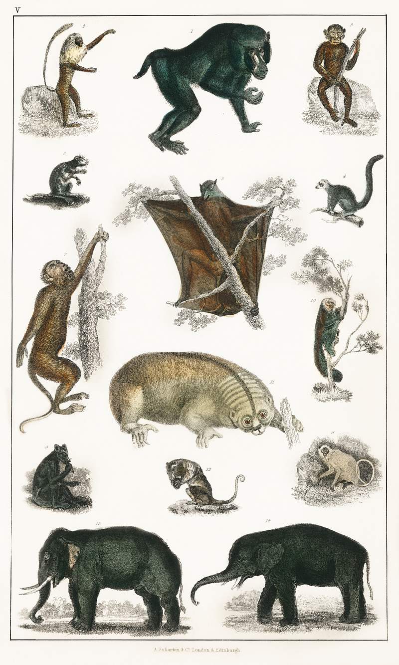 Collection of wild animals from A history of the earth and animated nature (1820) by Oliver Goldsmith (1730-1774). Digitally…