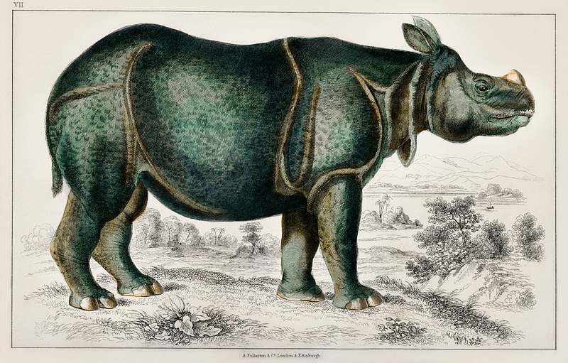 Rhinoceros from A history of the earth and animated nature (1820) by Oliver Goldsmith (1730-1774). Digitally enhanced from…