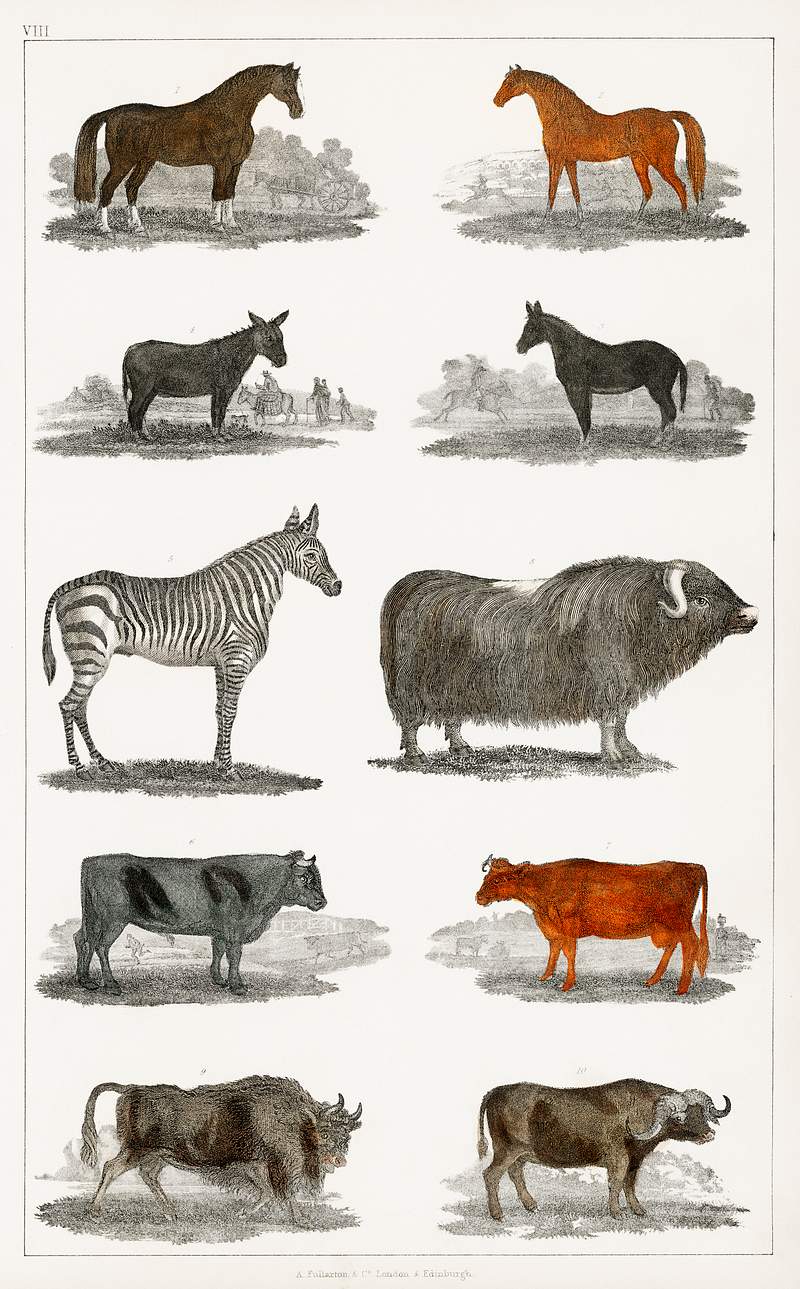 Collection of animals from A history of the earth and animated nature (1820) by Oliver Goldsmith (1730-1774). Digitally enhanced from our own original edition. Collection of animals from A history of the earth and animated nature (1820) by Oliver Goldsmith (1730-1774). Digitally…