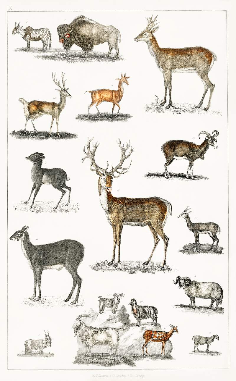 Collection of animal with antlers from A history of the earth and animated nature (1820) by Oliver Goldsmith (1730-1774).…