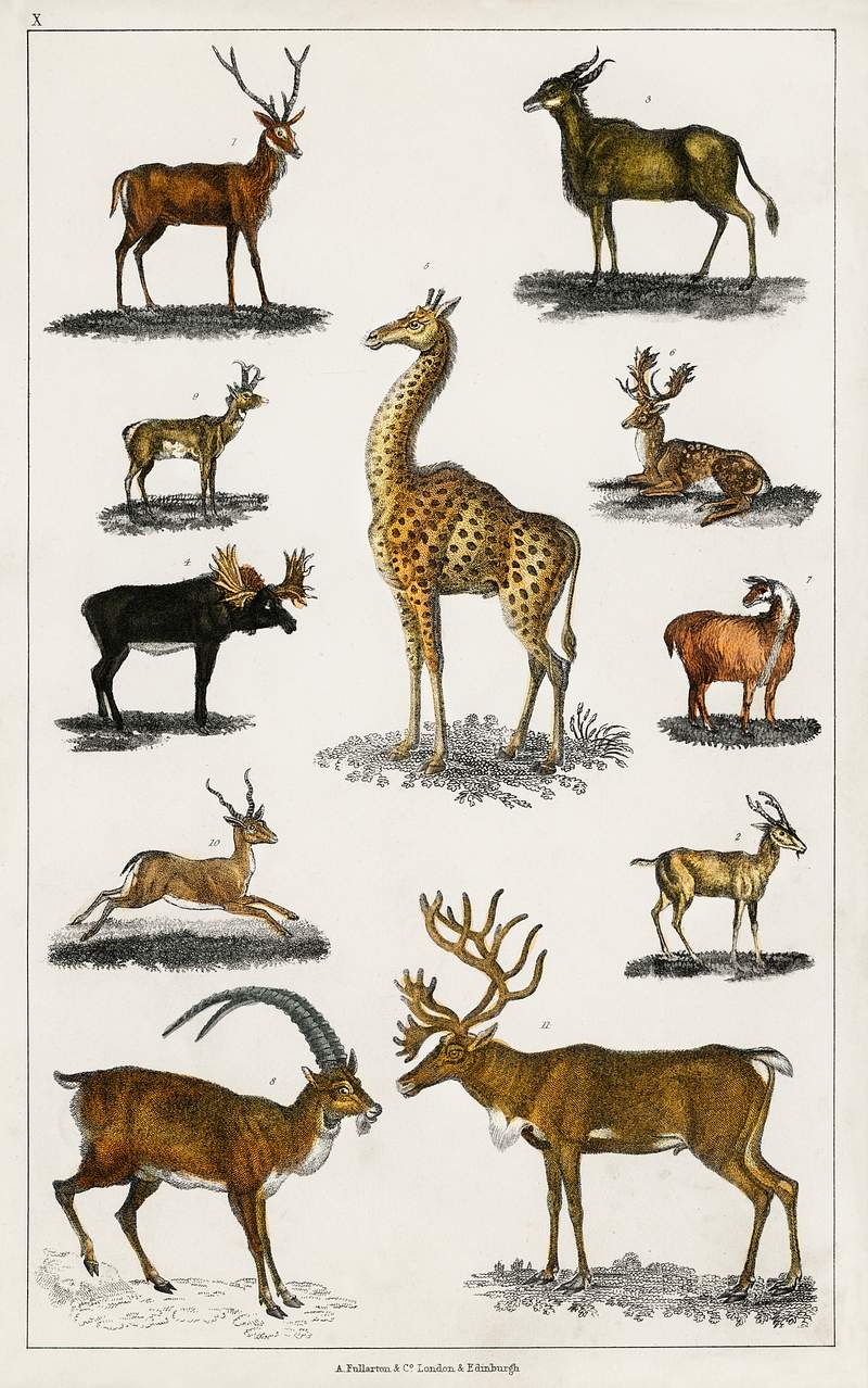 Collection of animal with antlers from A history of the earth and animated nature (1820) by Oliver Goldsmith (1730-1774).…
