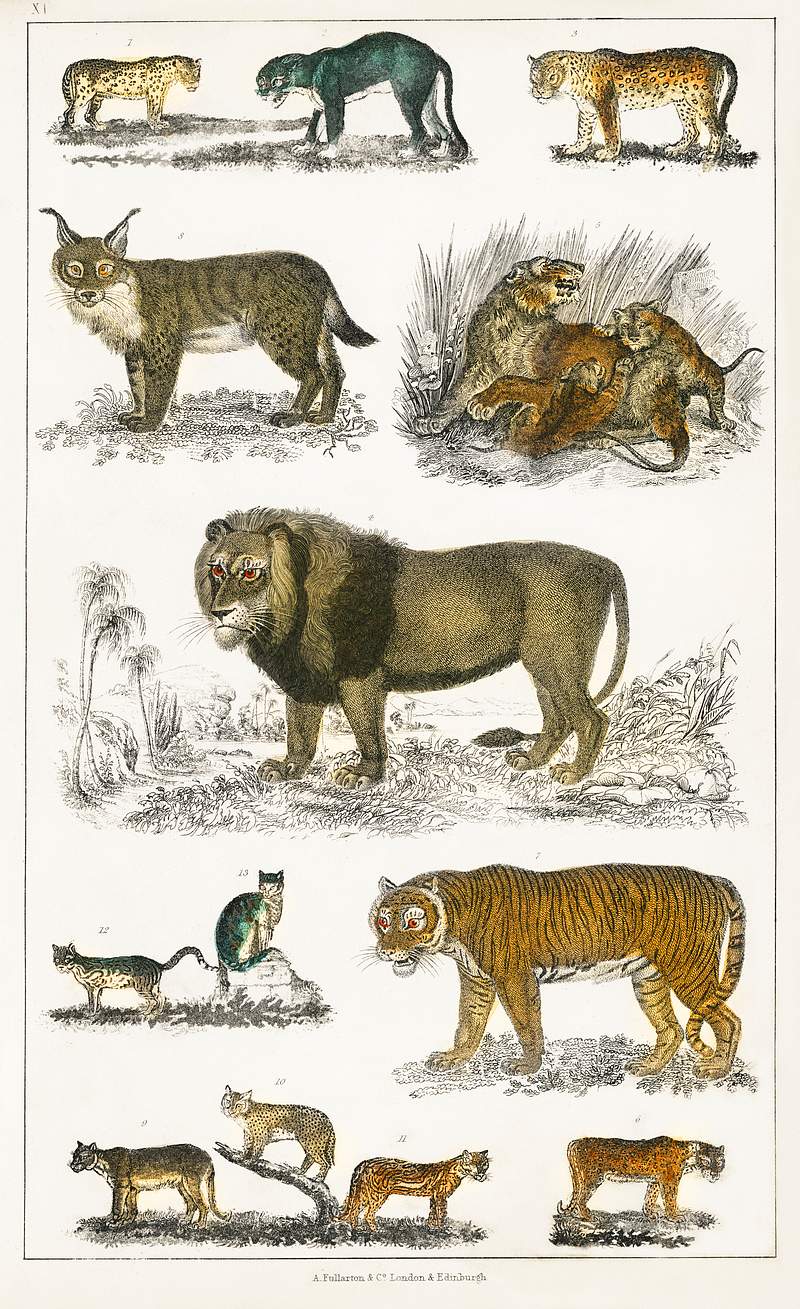 Collection of animals in the feline family from A history of the earth and animated nature (1820) by Oliver Goldsmith (1730…