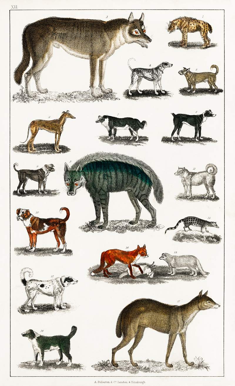 Collection of animals in the canine and feline family from A history of the earth and animated nature (1820) by Oliver…