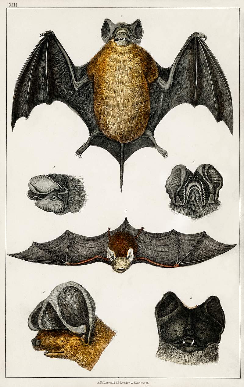 Collection of various Bats from A history of the earth and animated nature (1820) by Oliver Goldsmith (1730-1774). Digitally…