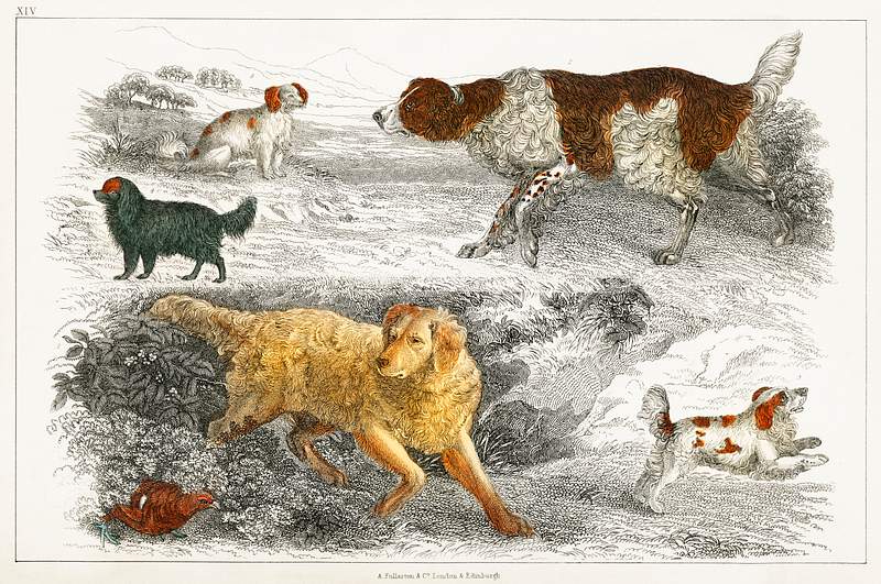 Collection of various dogs and cocker from A history of the earth and animated nature (1820) by Oliver Goldsmith (1730-1774).…
