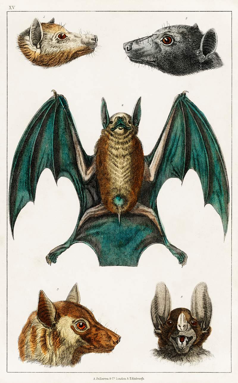 Collection of various bats from A history of the earth and animated nature (1820) by Oliver Goldsmith (1730-1774). Digitally…