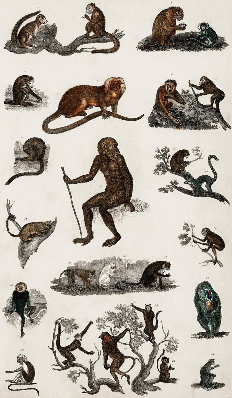 Collection of various monkeys from A history of the earth and animated nature (1820) by Oliver Goldsmith (1730-1774).…