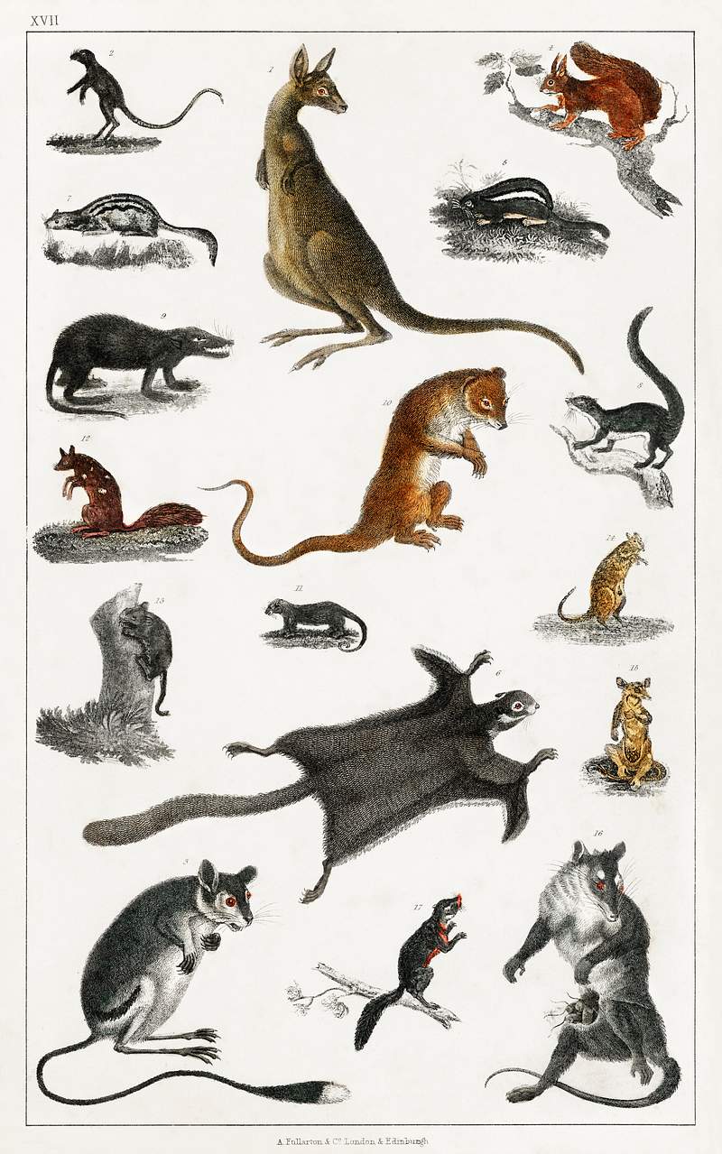 Collection of masupials from A history of the earth and animated nature (1820) by Oliver Goldsmith (1730-1774). Digitally…