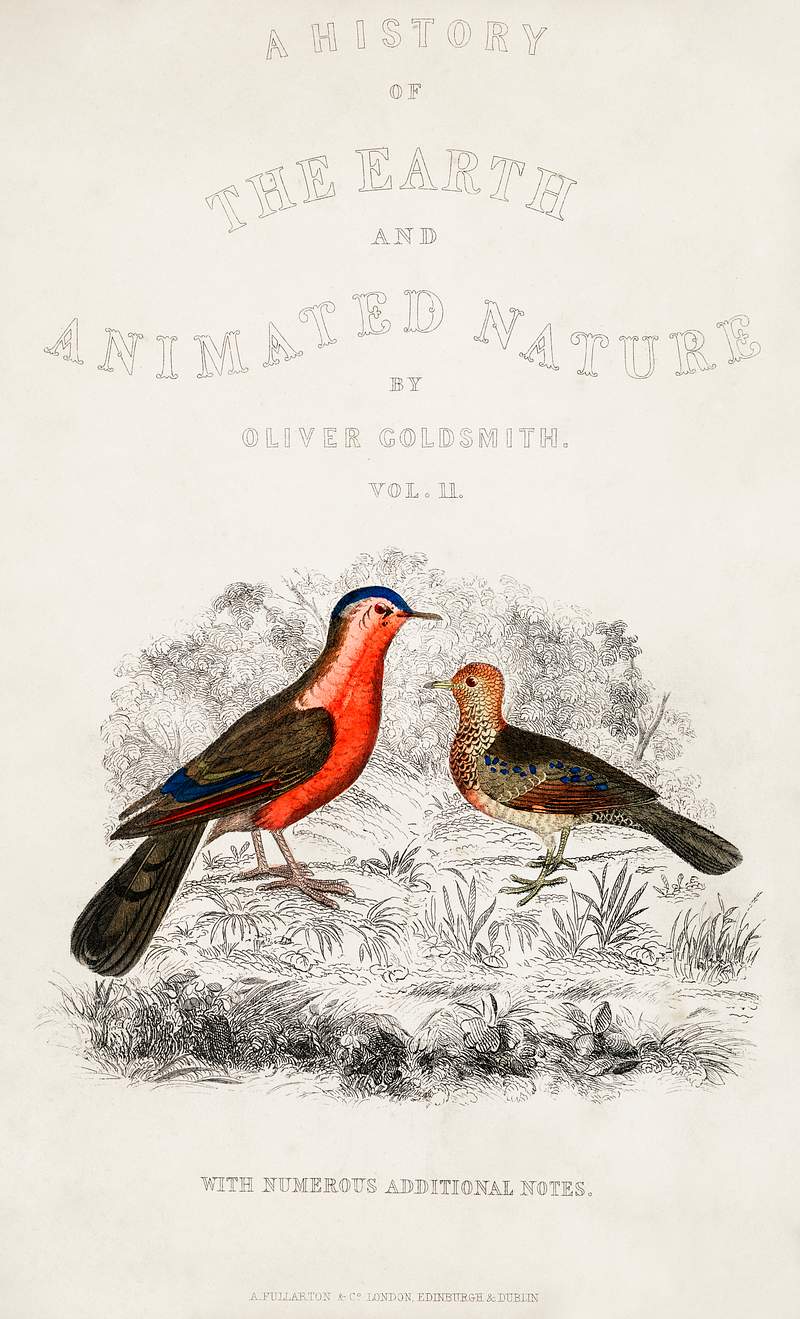 Bird illustration from A history of the earth and animated nature (1820) by Oliver Goldsmith (1730-1774). Digitally enhanced…