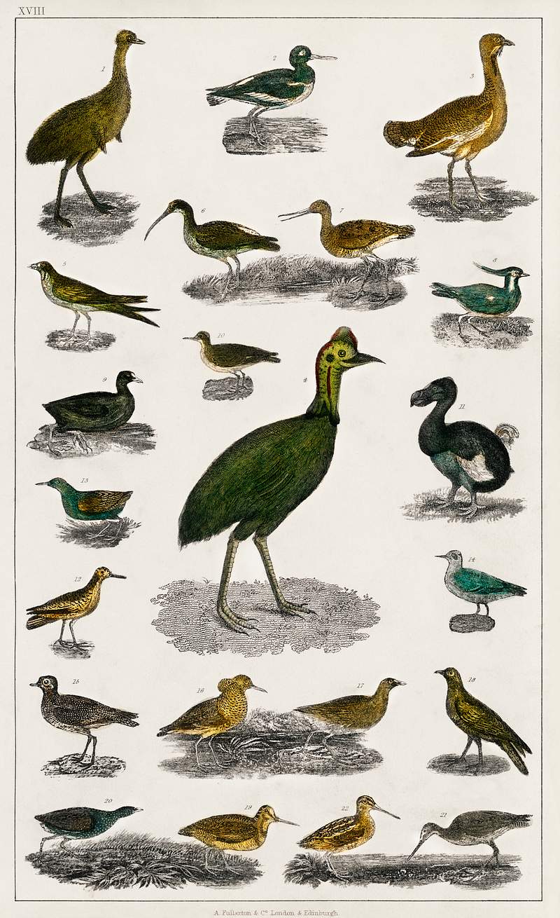 Collection of various birds from A history of the earth and animated nature (1820) by Oliver Goldsmith (1730-1774). Digitally…
