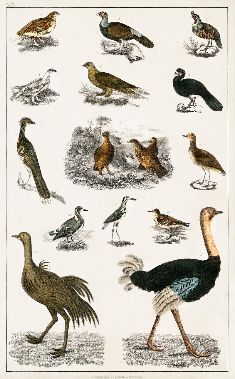 Collection of various birds from A history of the earth and animated nature (1820) by Oliver Goldsmith (1730-1774). Digitally…