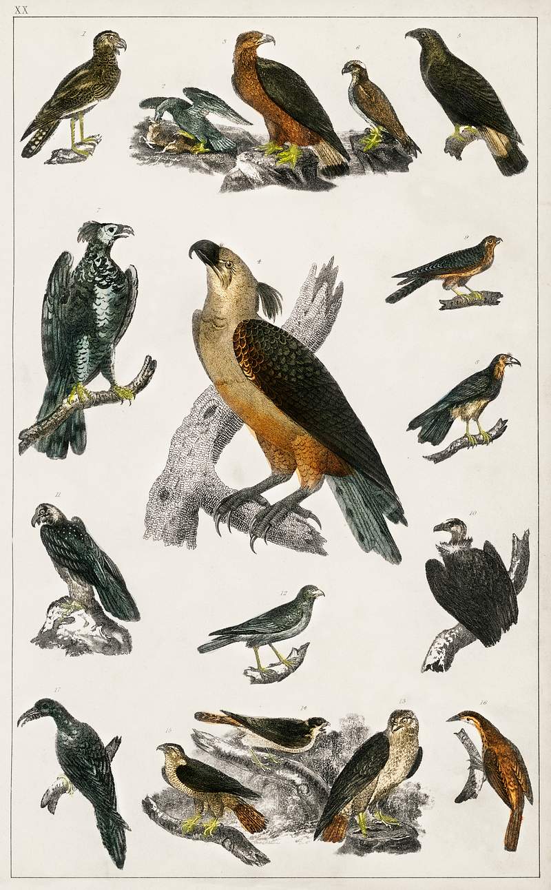 Collection of various birds from A history of the earth and animated nature (1820) by Oliver Goldsmith (1730-1774). Digitally…