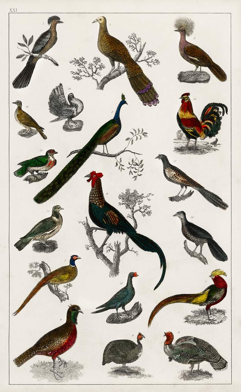 Collection of various birds from A history of the earth and animated nature (1820) by Oliver Goldsmith (1730-1774). Digitally…