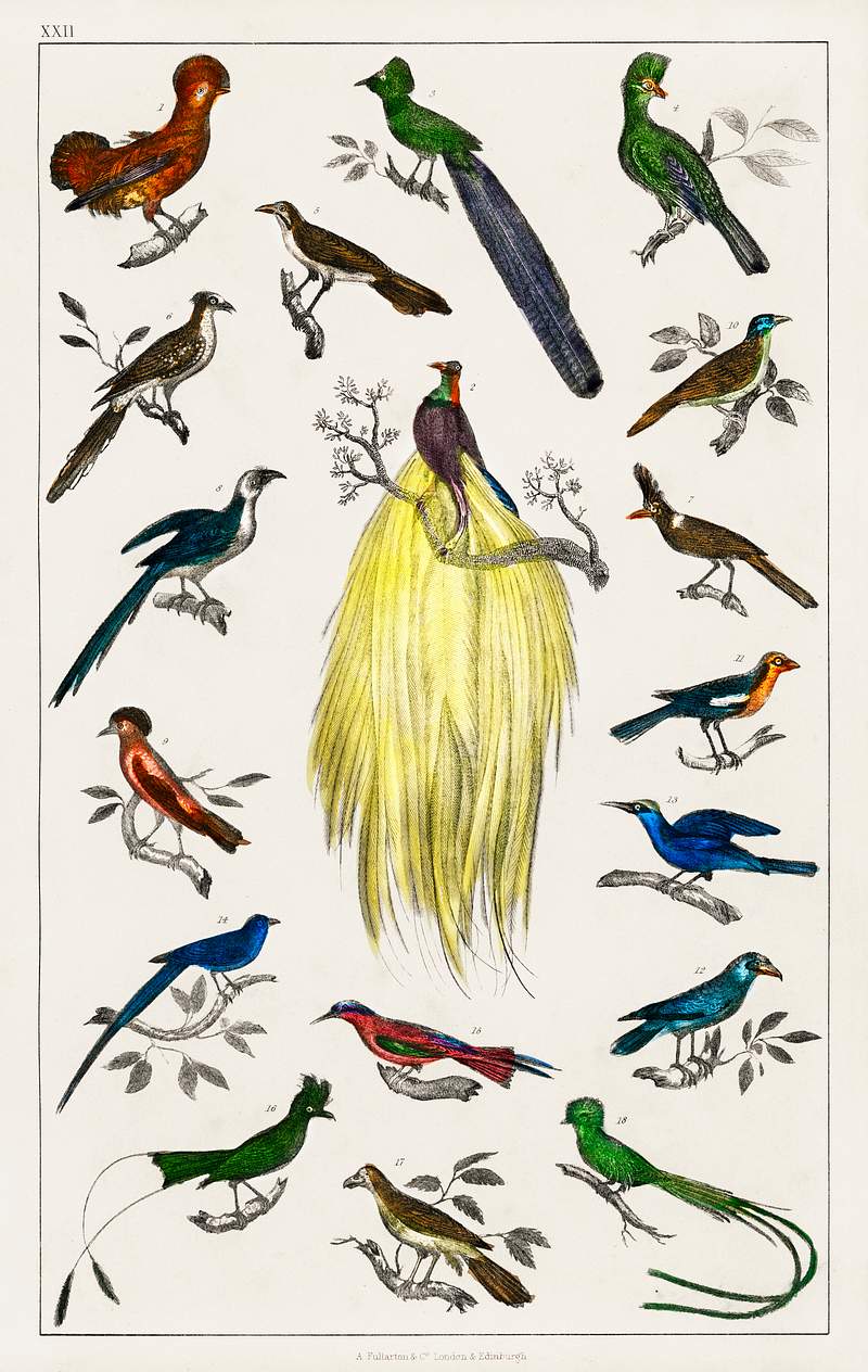 Collection of various birds from A history of the earth and animated nature (1820) by Oliver Goldsmith (1730-1774). Digitally…