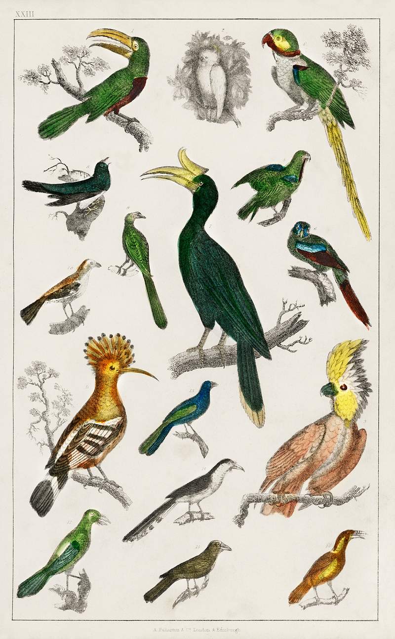 Collection of various birds from A history of the earth and animated nature (1820) by Oliver Goldsmith (1730-1774). Digitally…