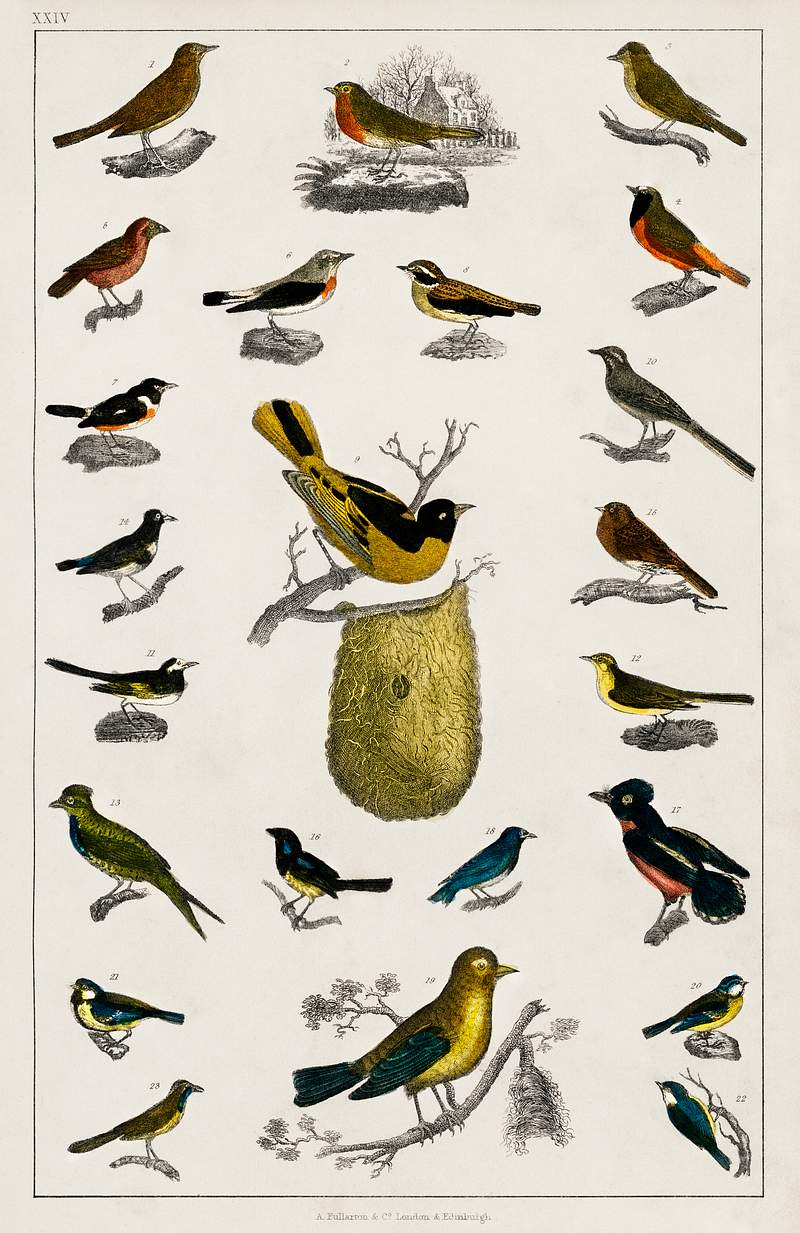 Collection of various birds from A history of the earth and animated nature (1820) by Oliver Goldsmith (1730-1774). Digitally…