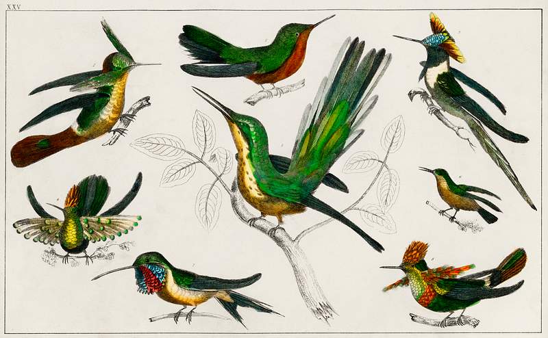 Collection of various birds from A history of the earth and animated nature (1820) by Oliver Goldsmith (1730-1774). Digitally…