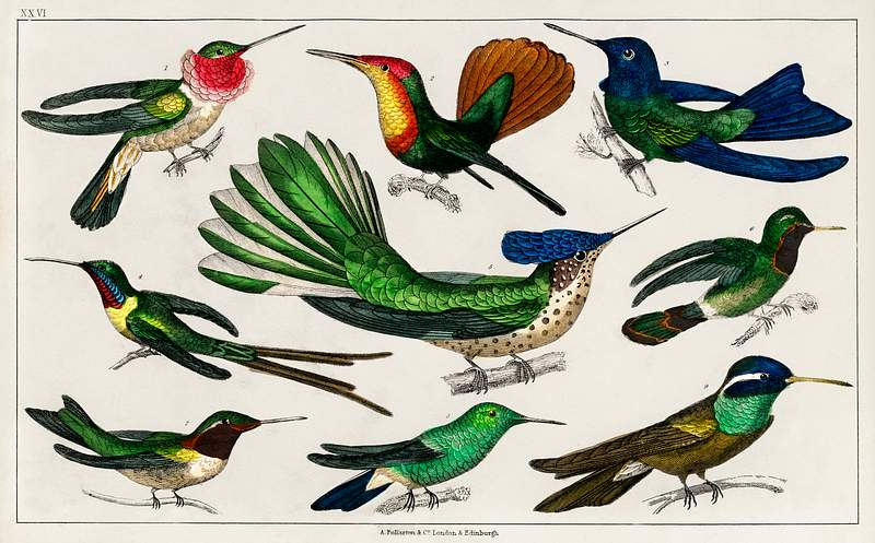 Collection of various birds from A history of the earth and animated nature (1820) by Oliver Goldsmith (1730-1774). Digitally…