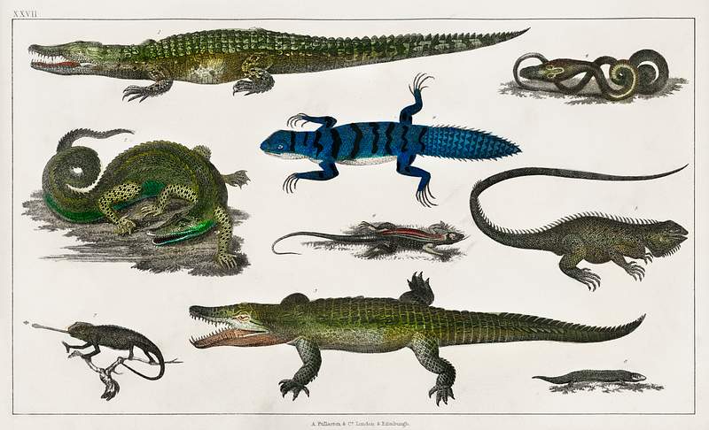 Collection of various reptiles from A history of the earth and animated nature (1820) by Oliver Goldsmith (1730-1774).…