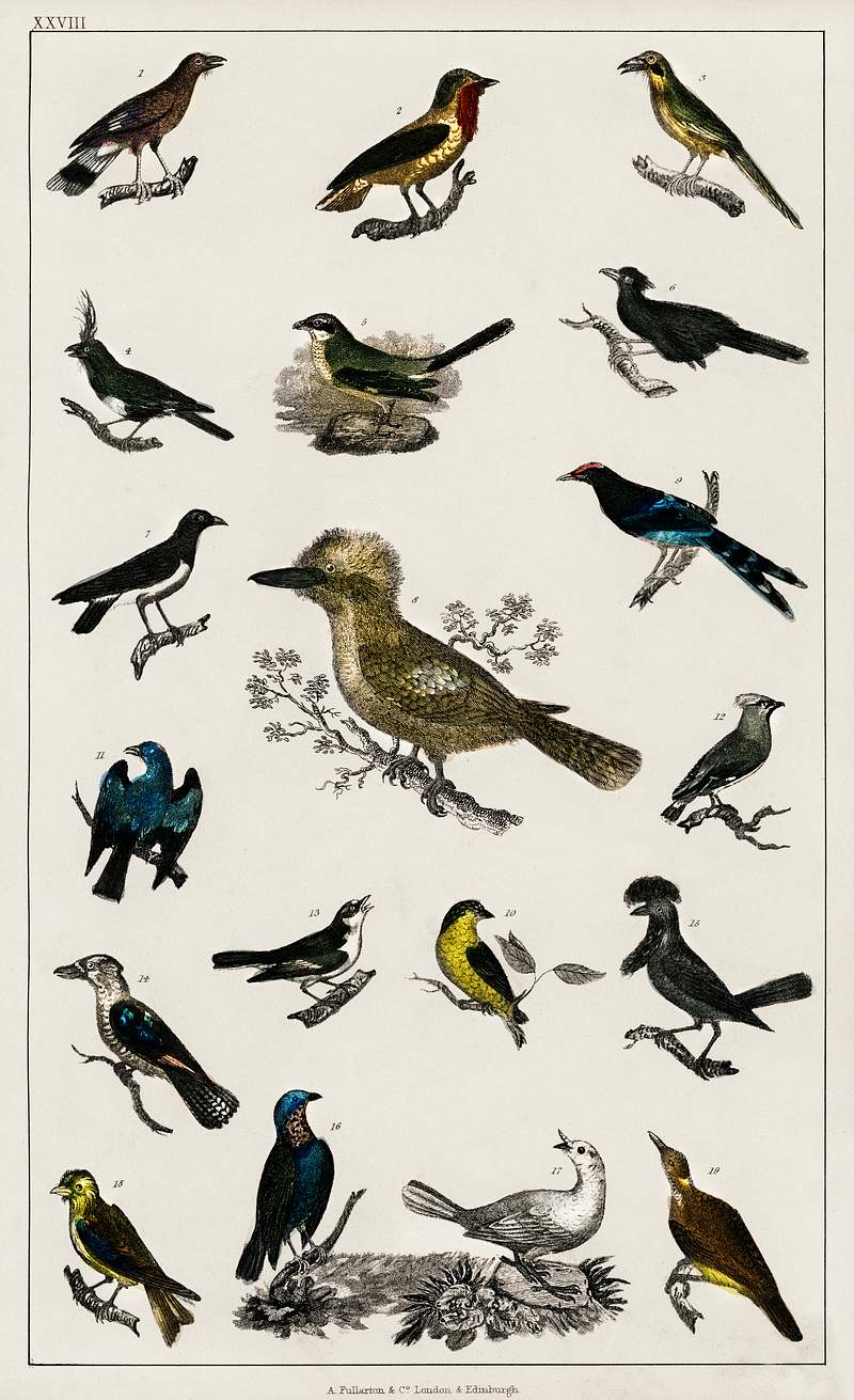 Collection of Various Birds from A history of the earth and animated nature (1820) by Oliver Goldsmith (1730-1774). Digitally…