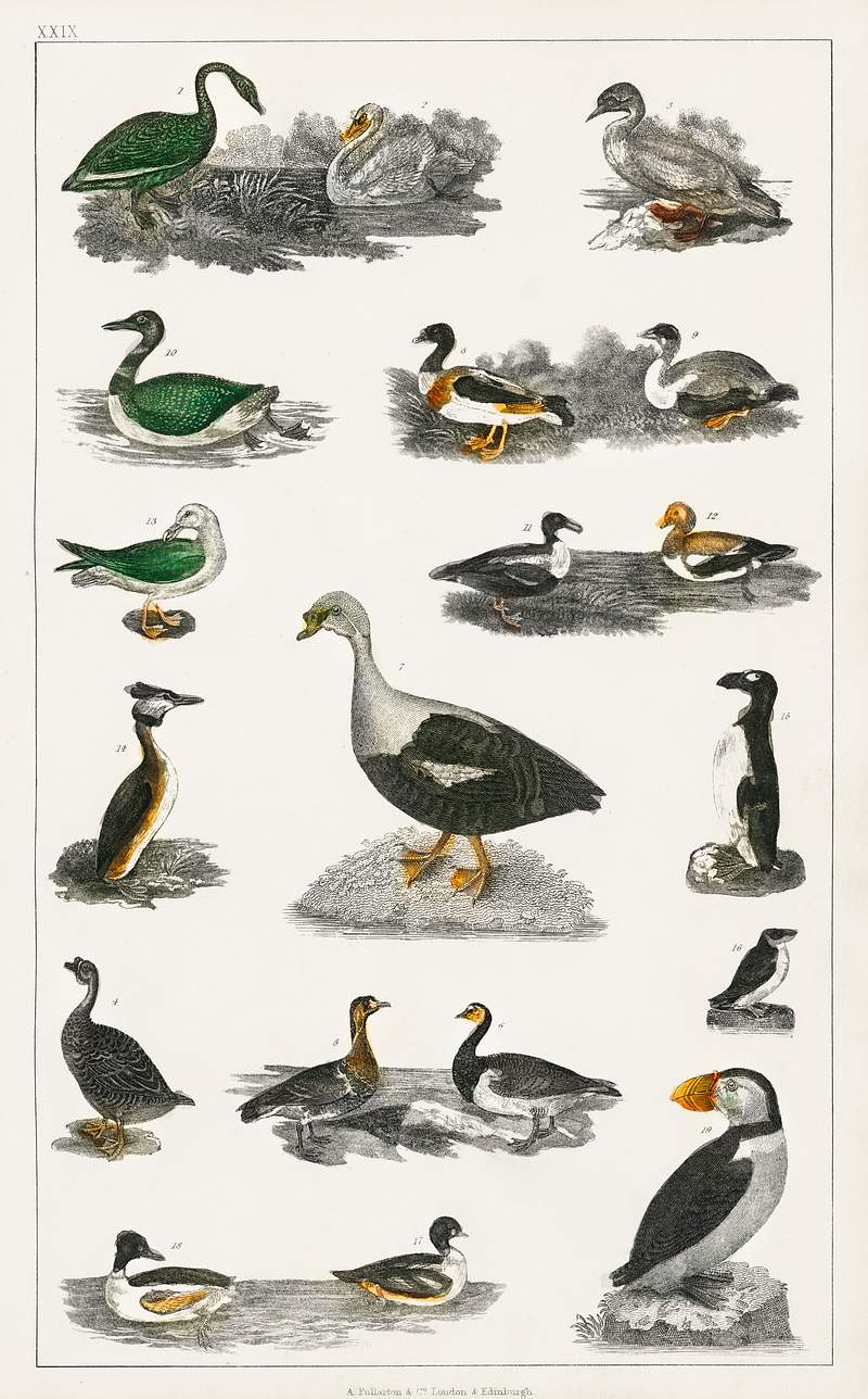Collection of various birds from A history of the earth and animated nature (1820) by Oliver Goldsmith (1730-1774). Digitally…