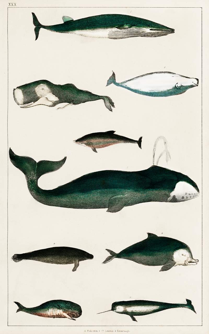 Collection of various whales from A history of the earth and animated nature (1820) by Oliver Goldsmith (1730-1774).…