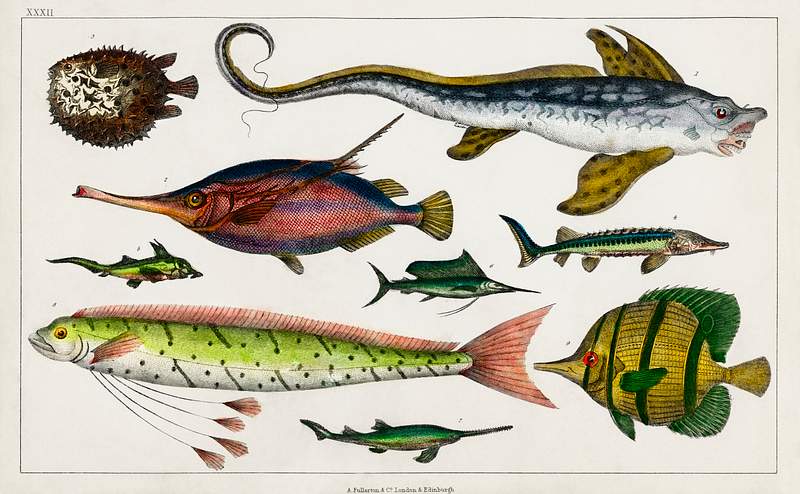 Collection of various fishes from A history of the earth and animated nature (1820) by Oliver Goldsmith (1730-1774).…