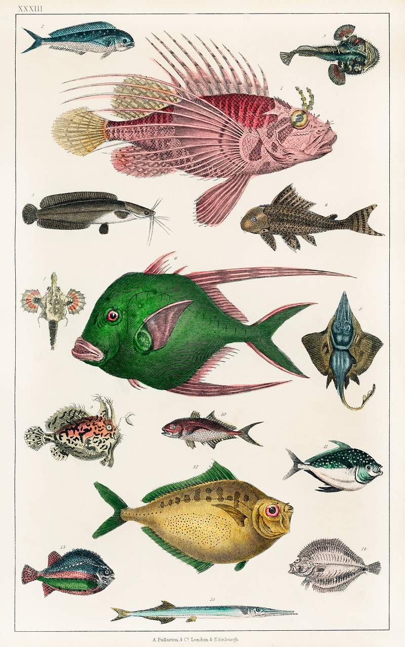 Collection of various fishes from A history of the earth and animated nature (1820) by Oliver Goldsmith (1730-1774).…