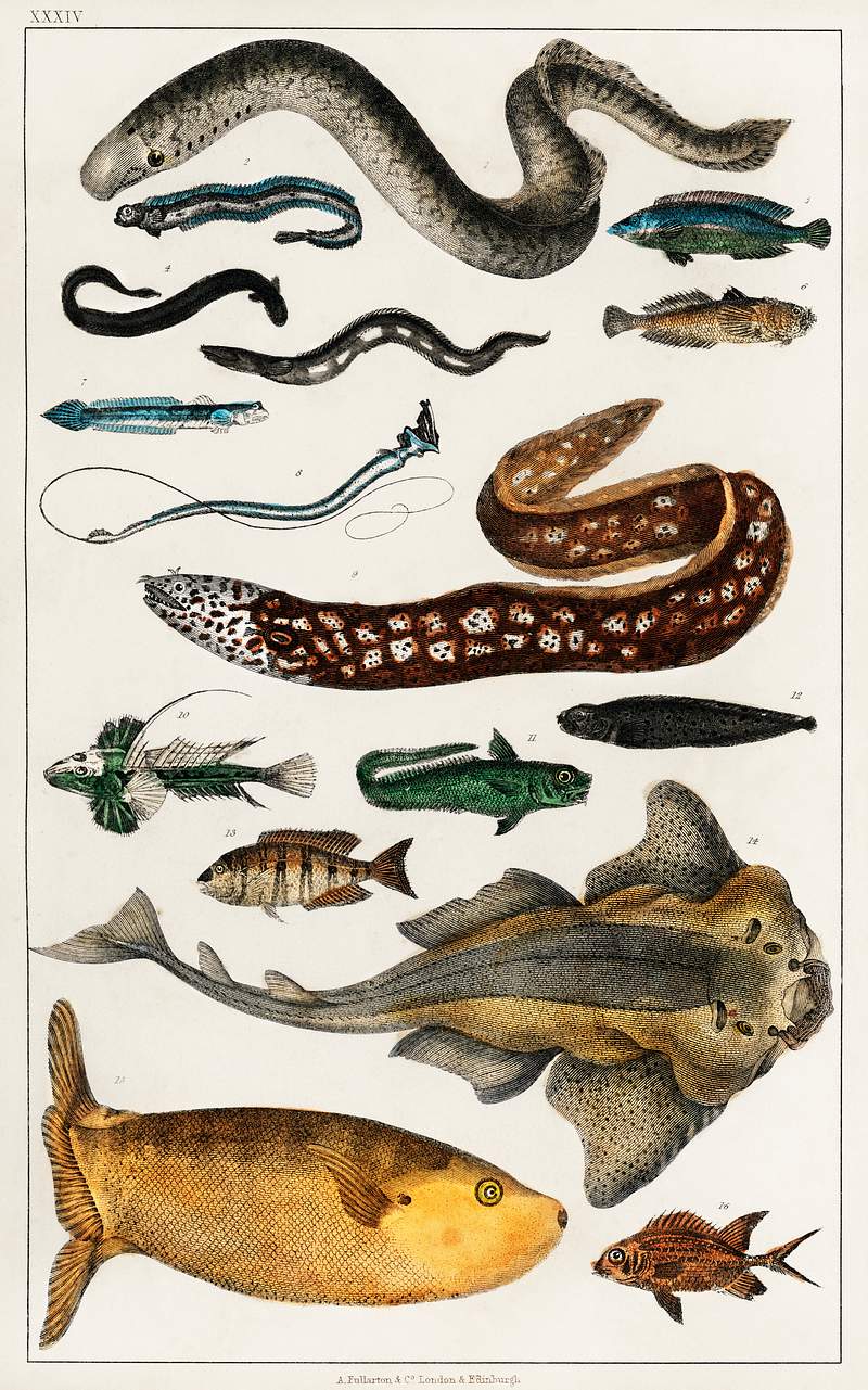 Collection of various fishes from A history of the earth and animated nature (1820) by Oliver Goldsmith (1730-1774).…