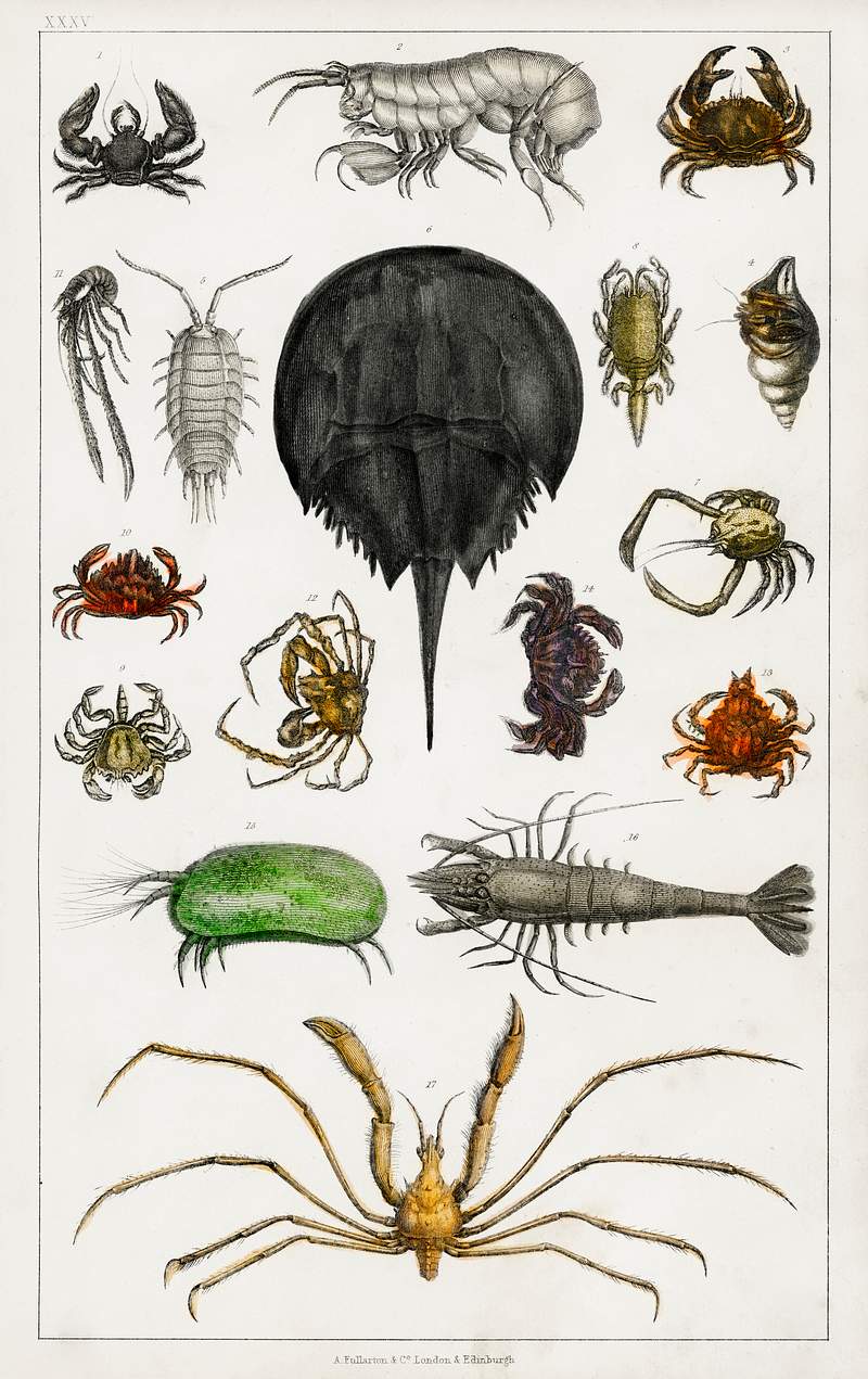 Collection of various arthropods from A history of the earth and animated nature (1820) by Oliver Goldsmith (1730-1774).…
