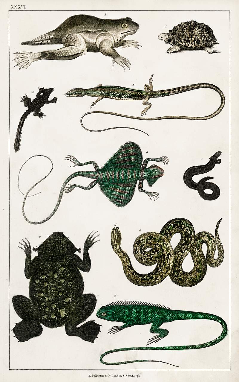 Collection of various reptiles from A history of the earth and animated nature (1820) by Oliver Goldsmith (1730-1774).…