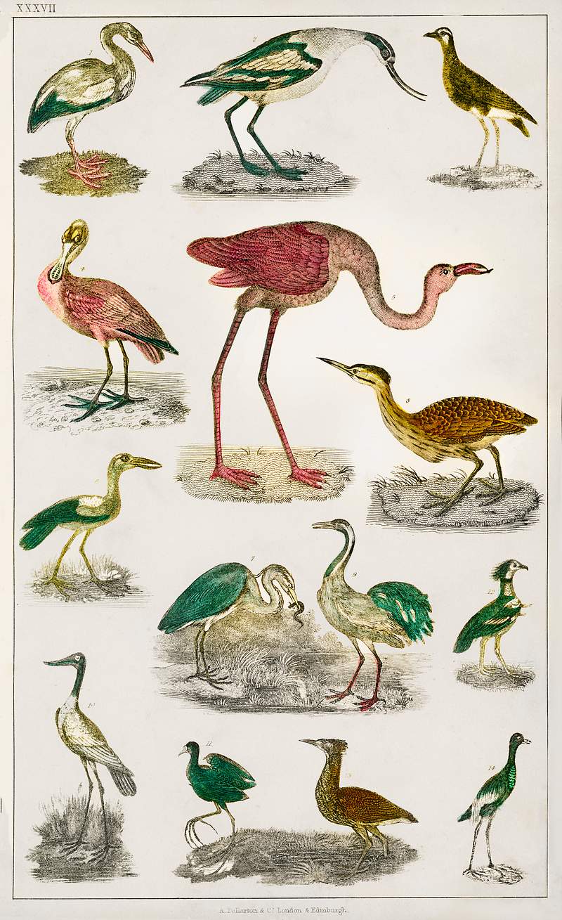 Collection of various flightless birds from A history of the earth and animated nature (1820) by Oliver Goldsmith (1730…