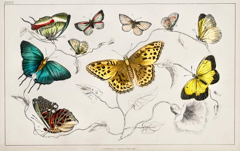 Collection of various butterflies from A history of the earth and animated nature (1820) by Oliver Goldsmith (1730-1774).…
