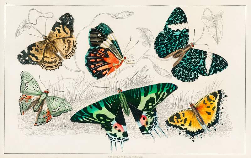 Collection of Various Butterflies from A history of the earth and animated nature (1820) by Oliver Goldsmith (1730-1774).…
