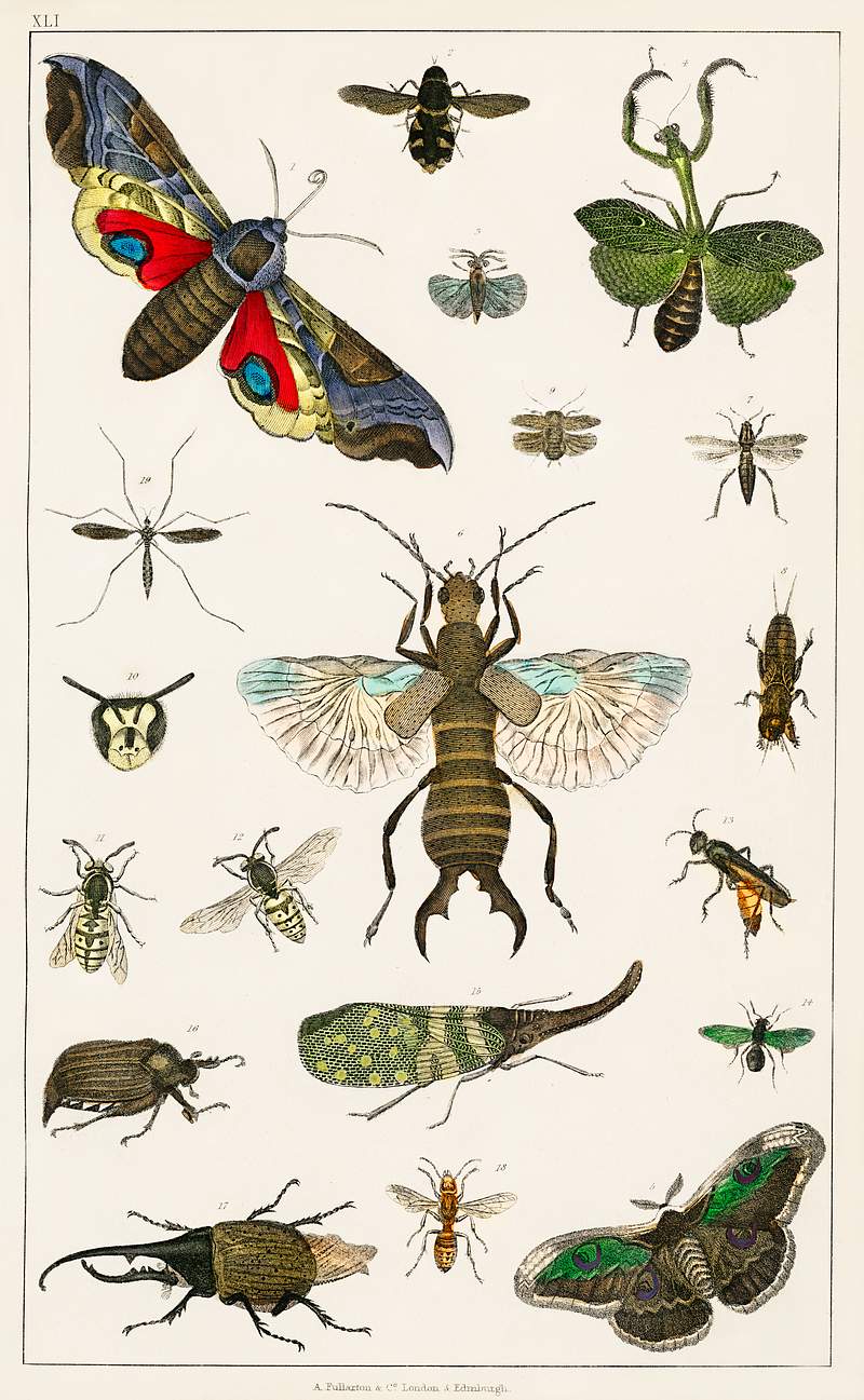 Collection of various insects from A history of the earth and animated nature (1820) by Oliver Goldsmith (1730-1774).…