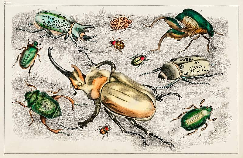 Collection of various beetles from A history of the earth and animated nature (1820) by Oliver Goldsmith (1730-1774).…